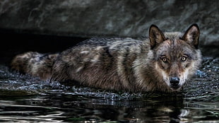 brown wolf in body of water during daytime